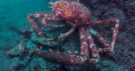 a giant japanese spider crab on the seafloor