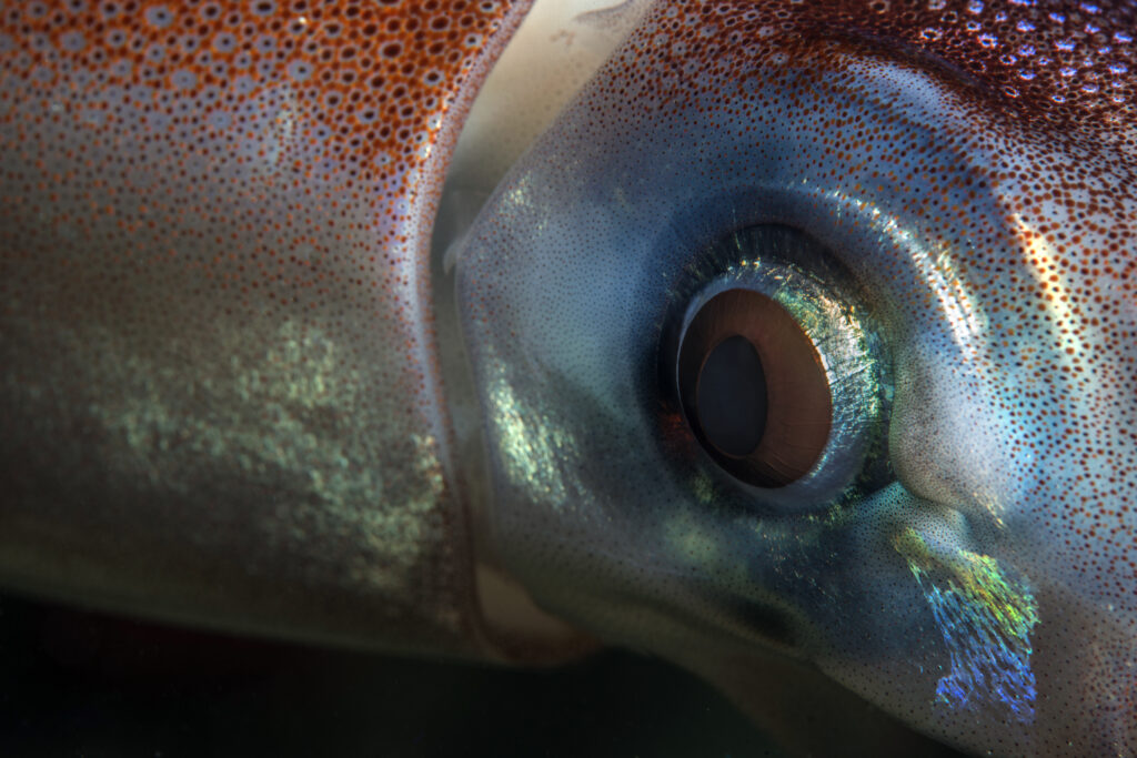 Squid Eyeball