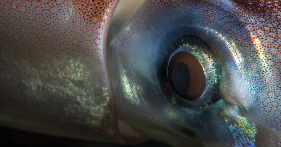 a squid with massive eyeballs