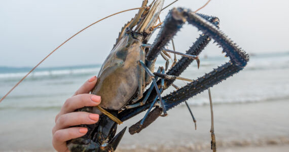 person holding a massive prawn