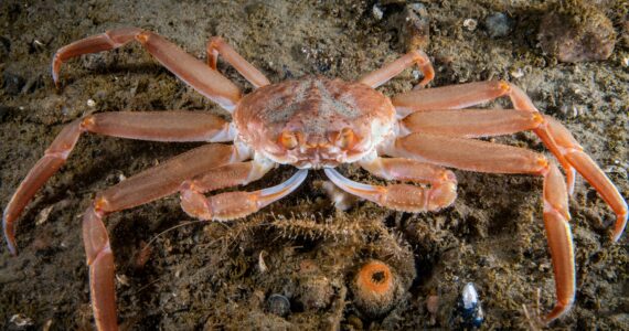 a massive snow crab underwater