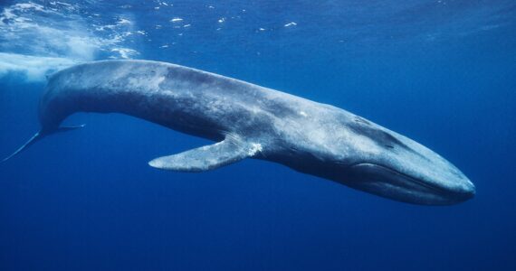 an enormous blue whale swimming in the ocean