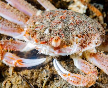 a snow crab underwater
