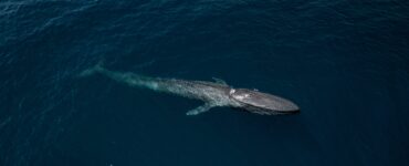 a blue whale in the ocean