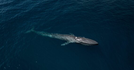a blue whale in the ocean