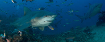 a bullshark swimming near a school of fish