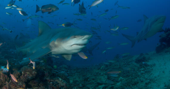 a bullshark swimming near a school of fish
