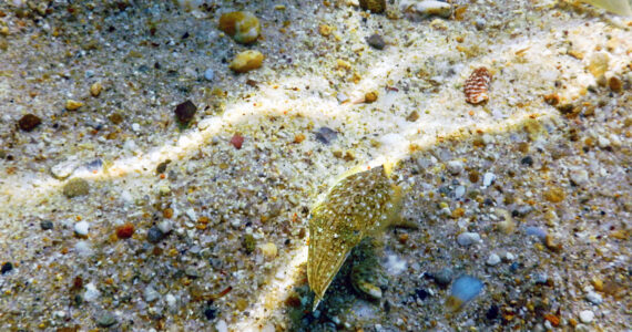 a squid camouflaged on the seafloor