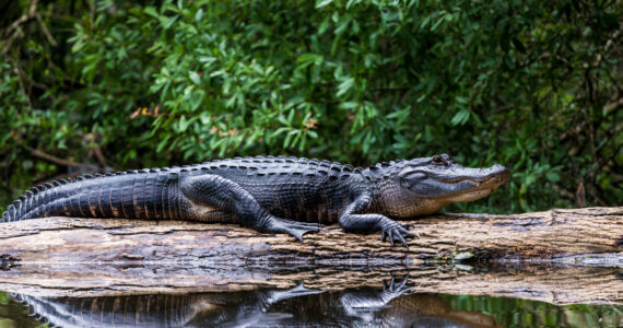 alligator climbing a tree in the swamp