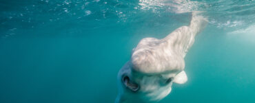 a mola mola fish in the ocean