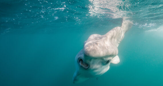 a mola mola fish in the ocean