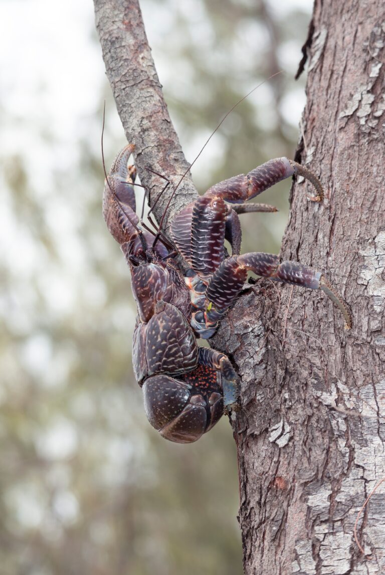 Insect Without Shell What Hermit Crabs Look Like Without Shells