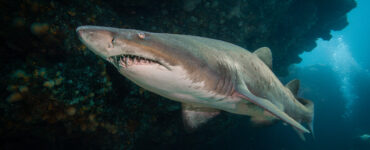 a sand tiger shark swimming underwater