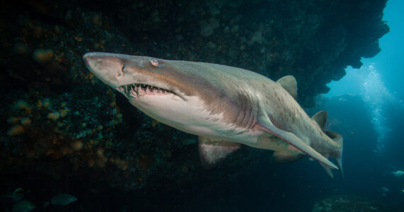 a sand tiger shark swimming underwater