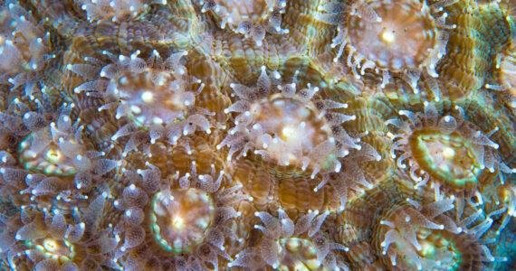 a close up of coral polyps