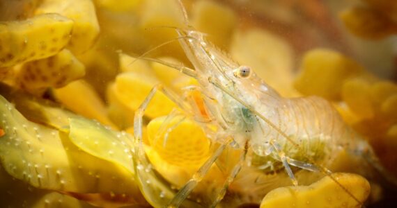 a shrimp underwater in seaweed