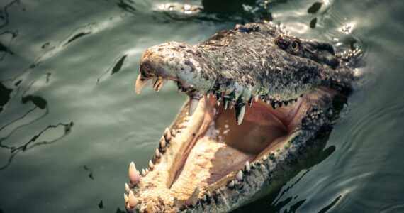 a crocodile with its head out of the water and mouth open