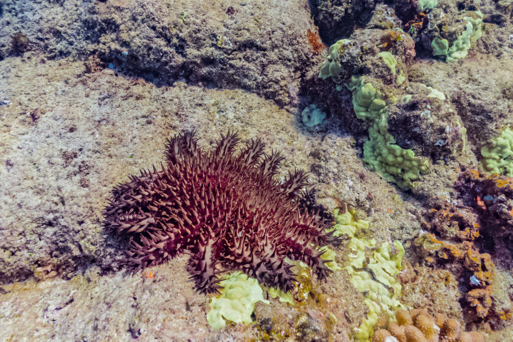 harmful crown of thorns starfish laying on a reef