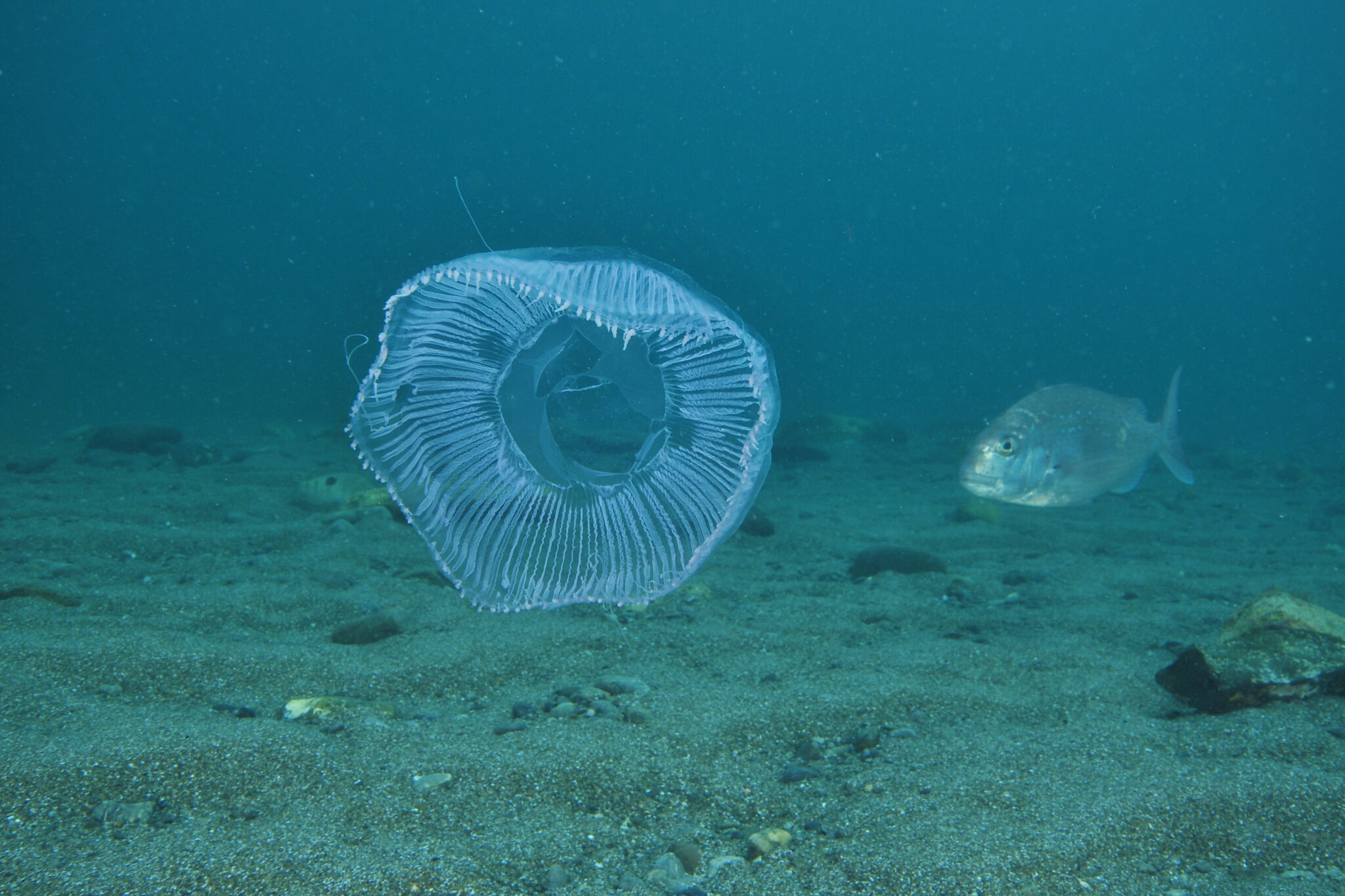 Crystal Jellyfish
