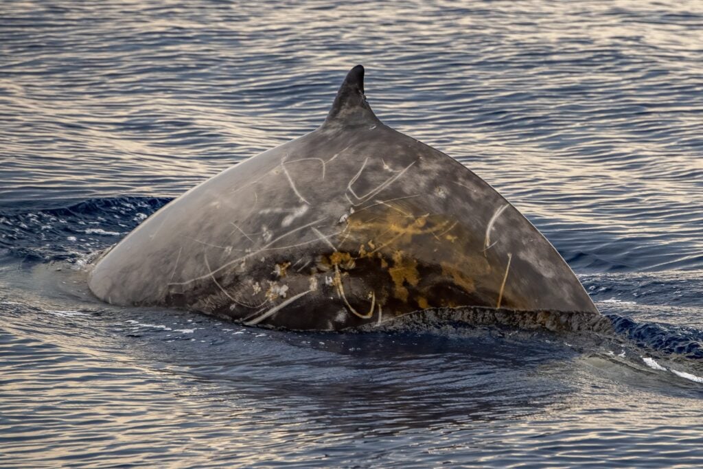 body of a cuviers beaked whale diving