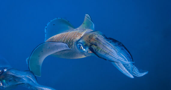 a reef squid underwater