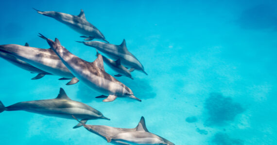 a pod of dolphins swimming underwater