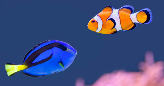 a blue tang and a clown fish in a tank
