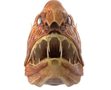a fangtooth fish up close
