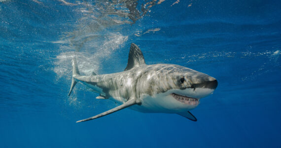 a great white shark showing its teeth underwater