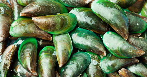 a pile of green mussels