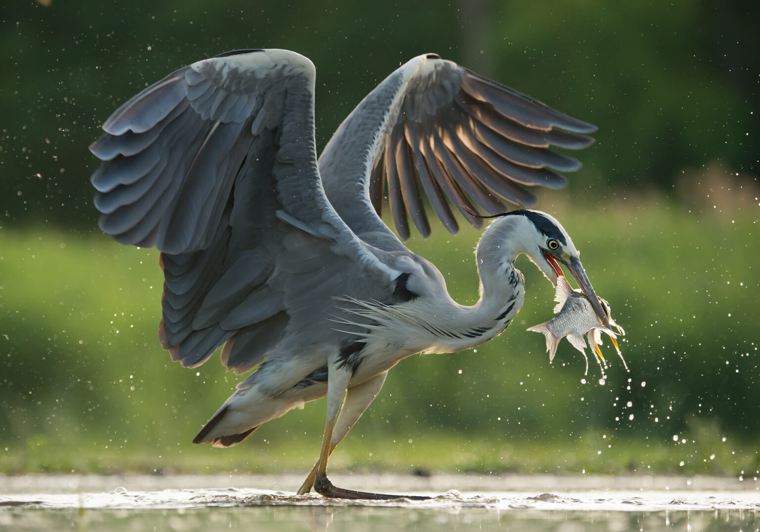 What's the Difference Between a Heron and a Crane?