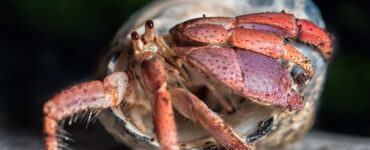 a hermit crab in its shell