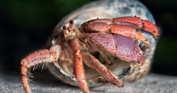 a hermit crab in its shell