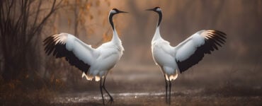 two cranes standing together