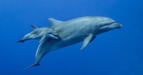 a mother dolphin and calf swimming underwater