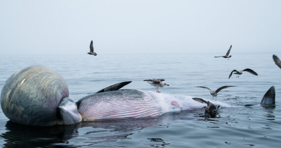 a dead whale in the water surrounded by scavenging birds