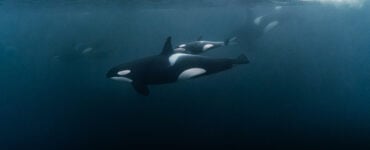 a pod of orcas underwater