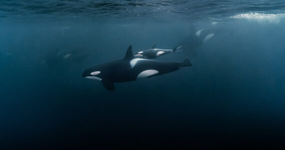 a pod of orcas underwater