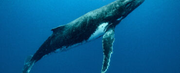 divers swimming near a humpback whale in the ocean