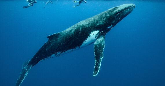 divers swimming near a humpback whale in the ocean