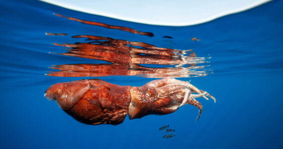 a squid floating near the surface of the water