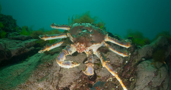 a giant king crab underwater