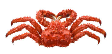 The Difference Between Bairdi Crab and King Crab