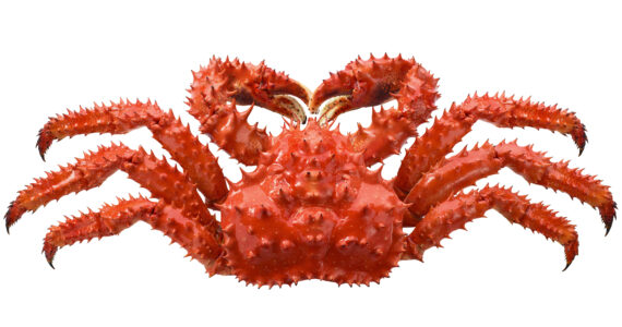 a king crab on a white background