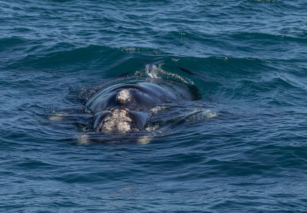 a whale with lice