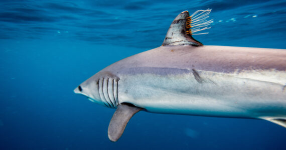 a fast mako shark swimming through the ocean