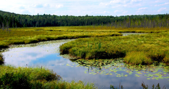 a view of a wetland