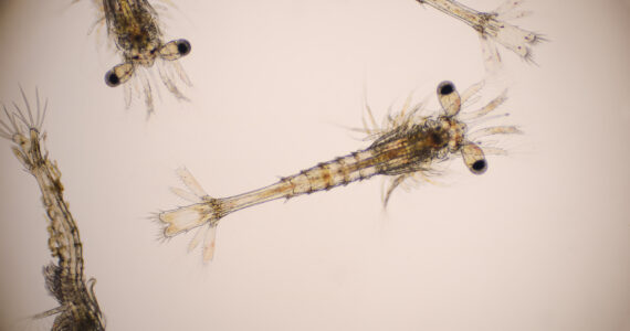 a closeup of very small shrimp