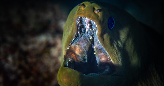 close up of a green moray eels mouth