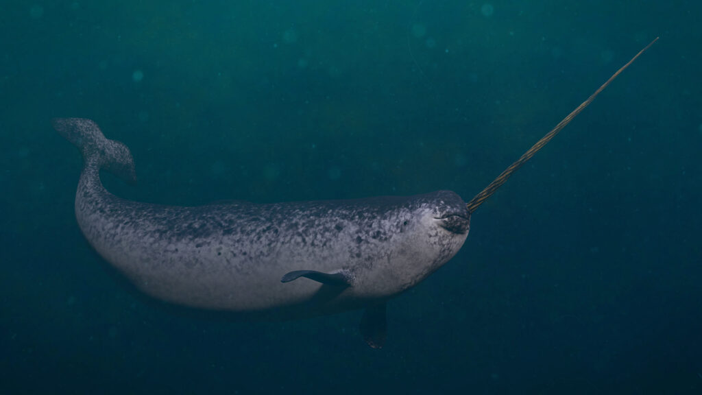 a narwhal underwater